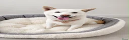 Japanese Shiba Inu dogs for sale: Japanese Shiba Inu Puppies - Advert 2