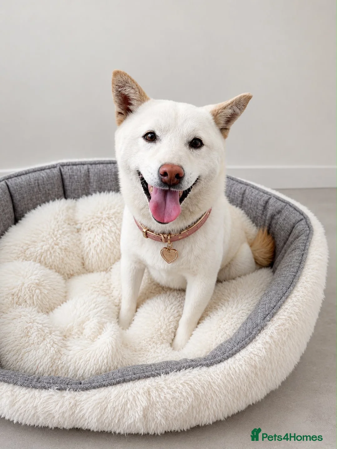 Japanese Shiba Inu dogs for sale: Japanese Shiba Inu Puppies - Advert 2
