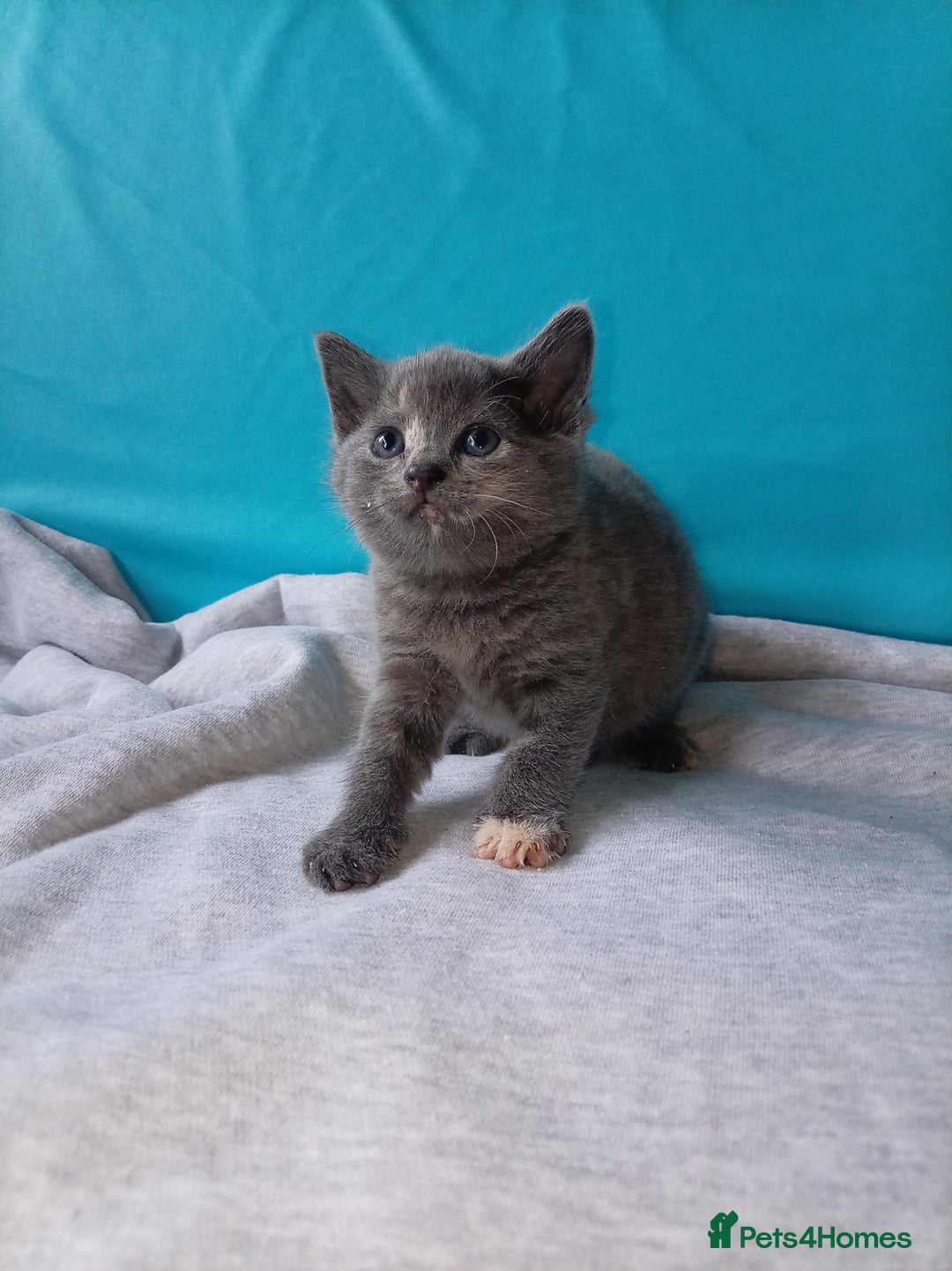 Mixed Breed cats for sale: 2 kittens for sale - Image 4