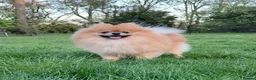 Pomeranian dogs for sale: Beautiful black Pomeranian 6 months old female - Advert 14