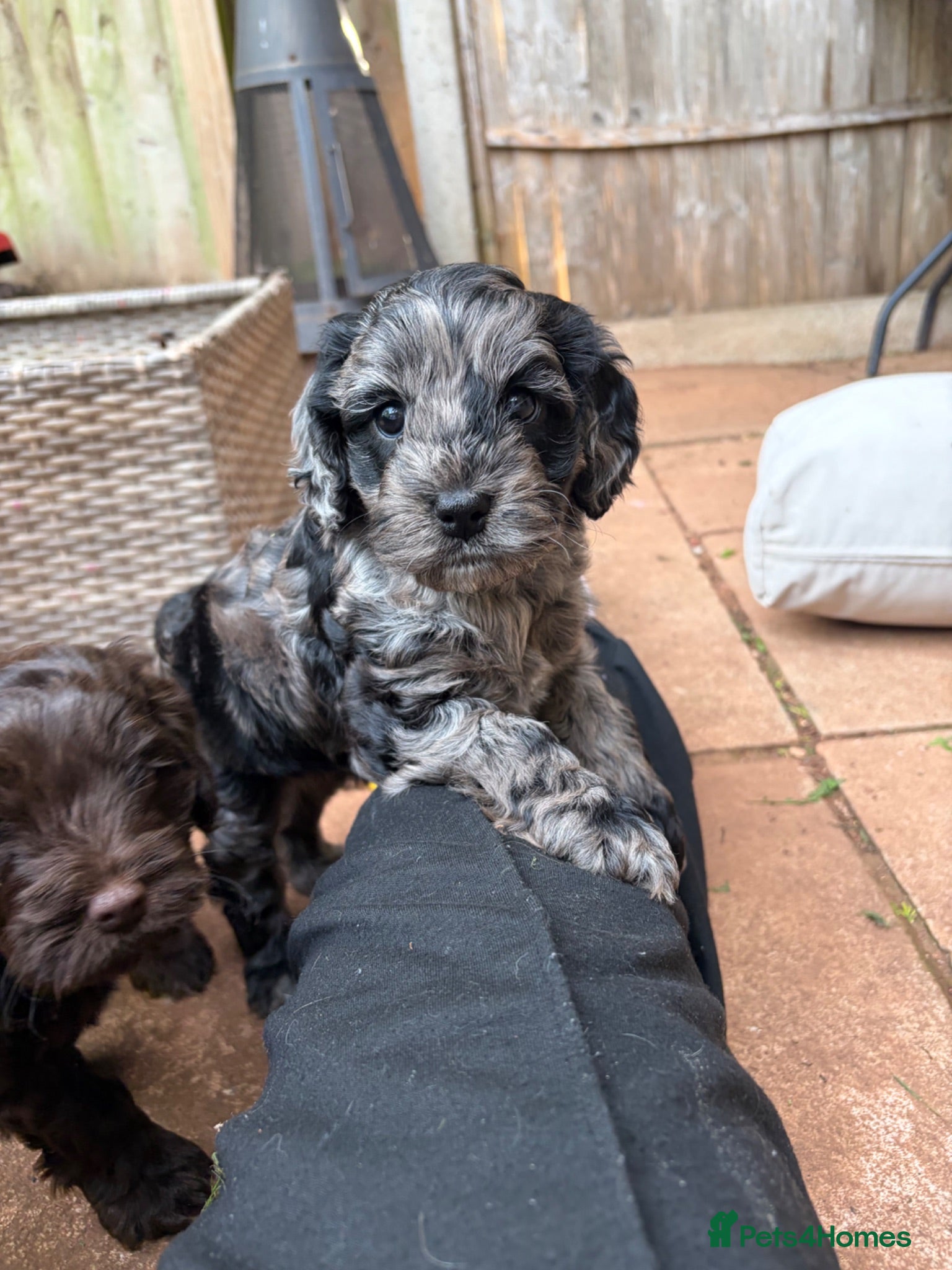 Cockapoo dogs Gorgeous cockapoo girls - Advert 15
