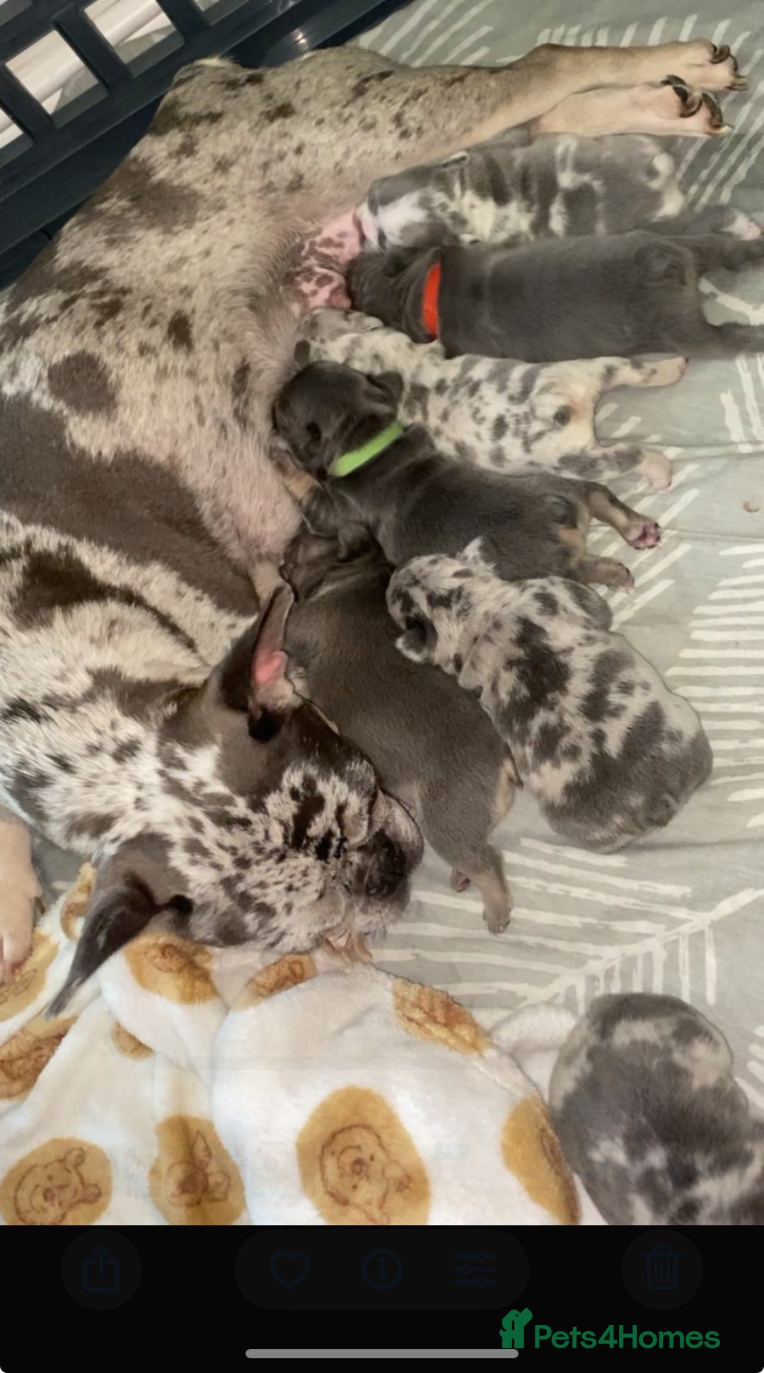 French Bulldog dogs for sale: Merle and lilac and tan French bulldog puppies - Image 18