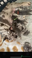 French Bulldog dogs - Advert 6
