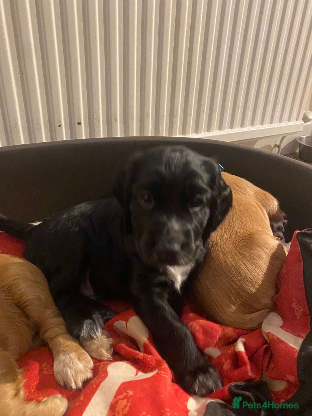 Cocker Spaniel dogs for sale: Cocker Spaniel Puppies - Advert 17
