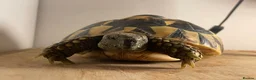 Hermann Tortoise reptiles for sale: Comet the Hermanns Tortoise - Advert 2