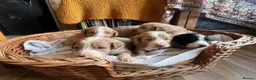 Bordoodle dogs for sale: Amazing collie-poos - Advert 13