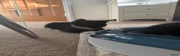 Mixed Breed cats for sale: Kittens looking for their PURRfect forever homes - Advert 12
