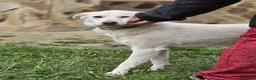 Mixed Breed dogs for adoption: ❤️BELLA❤️ Full of Love, Joy and Life - Advert 7
