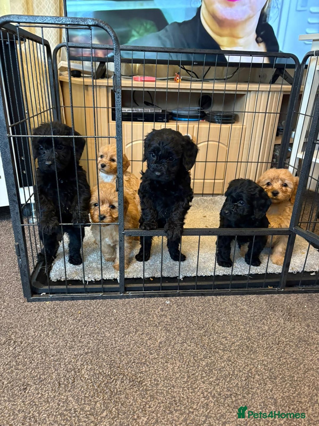 Cockapoo dogs for sale: Cockapoo puppies - Advert 8