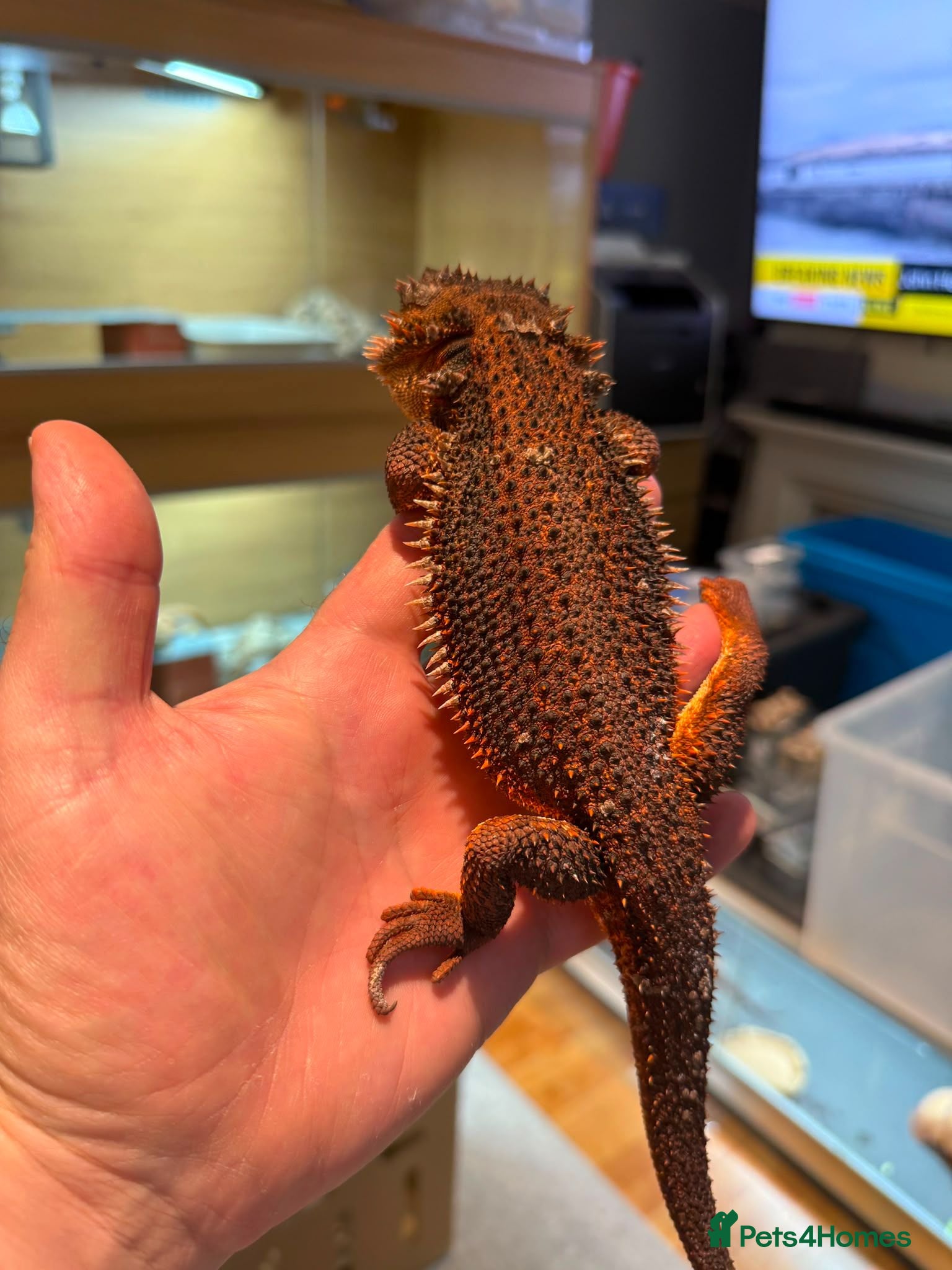 Bearded Dragon reptiles 100% Red Monster Bearded dragon - Advert 11