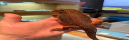 Bearded Dragon reptiles for sale: 100% Red Monster Bearded dragon - Advert 3