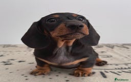 Miniature Dachshund dogs for sale: Ready for forever sofas! 3 Stunning KC reg puppies - Image 6