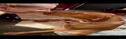Hungarian Vizsla dogs for sale: 2 year old stunning athletic beautiful girl - Advert 5