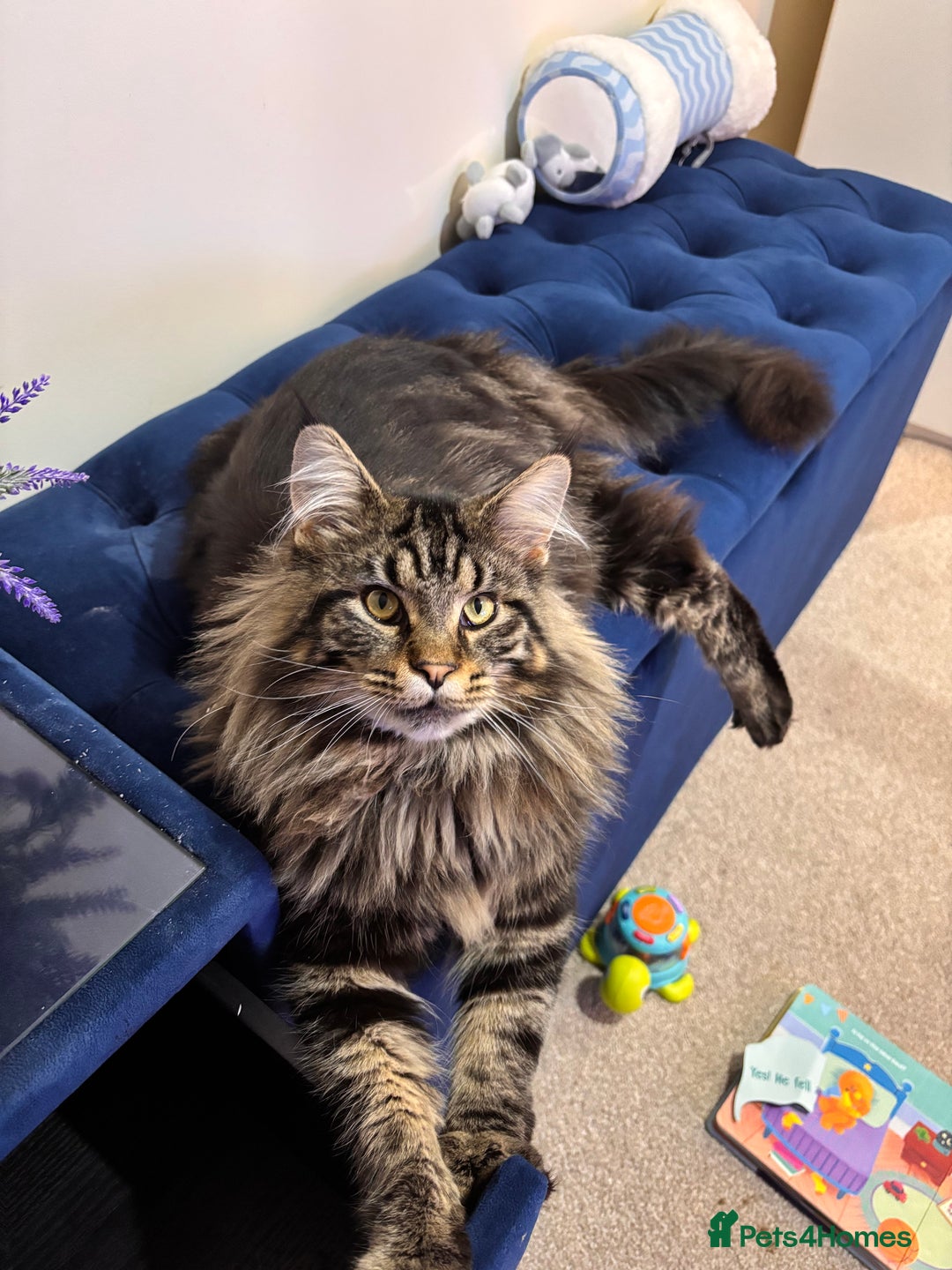 Maine Coon cats for stud: Tabby Mainecoon For Stud - Advert 6