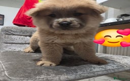 Chow Chow dogs for sale: 5 beautiful chow chow puppies  - Image 1