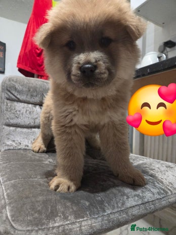 Chow Chow dogs - Advert 6