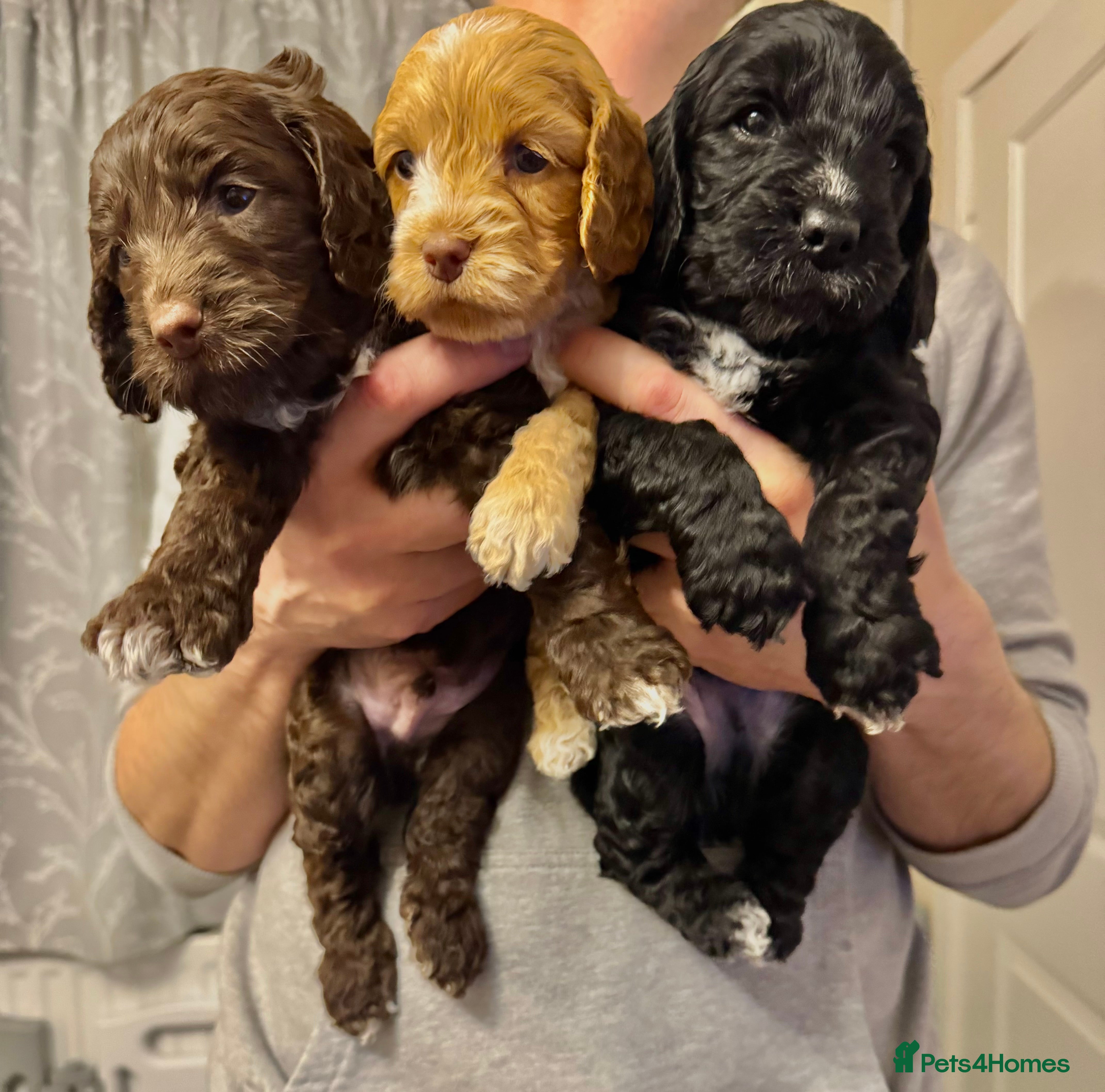 Cockapoo dogs Cockapoo F1b Ready for half term  - Advert 4