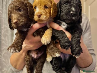 Cockapoo dogs Cockapoo F1b Ready for half term - Advert 5