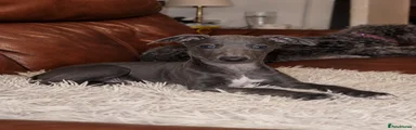 Italian Greyhound Puppy 4