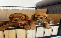 Cavapoo dogs for sale: Cavapoo Puppies  - Image 11