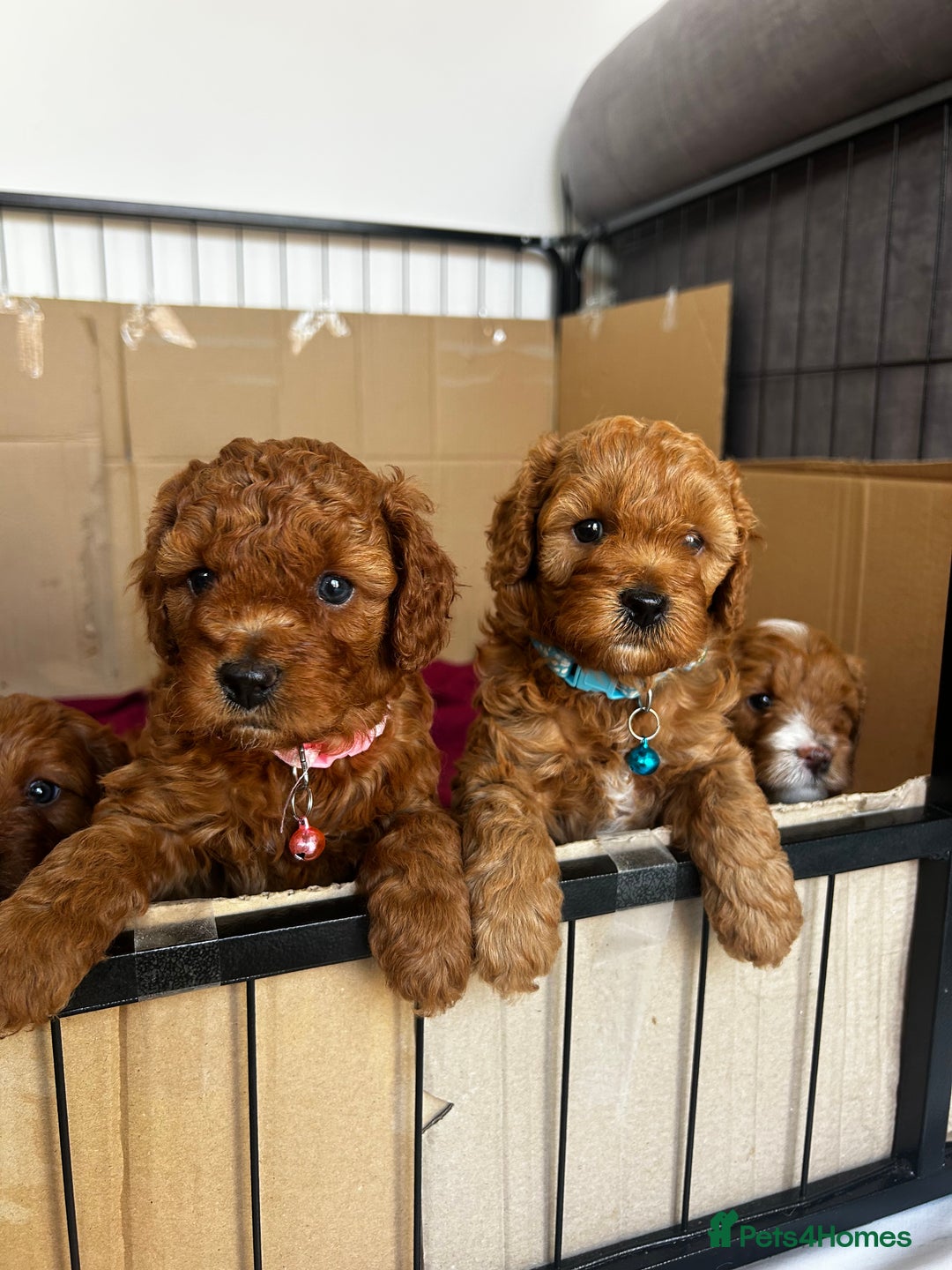 Cavapoo dogs for sale: Cavapoo Puppies  - Image 11