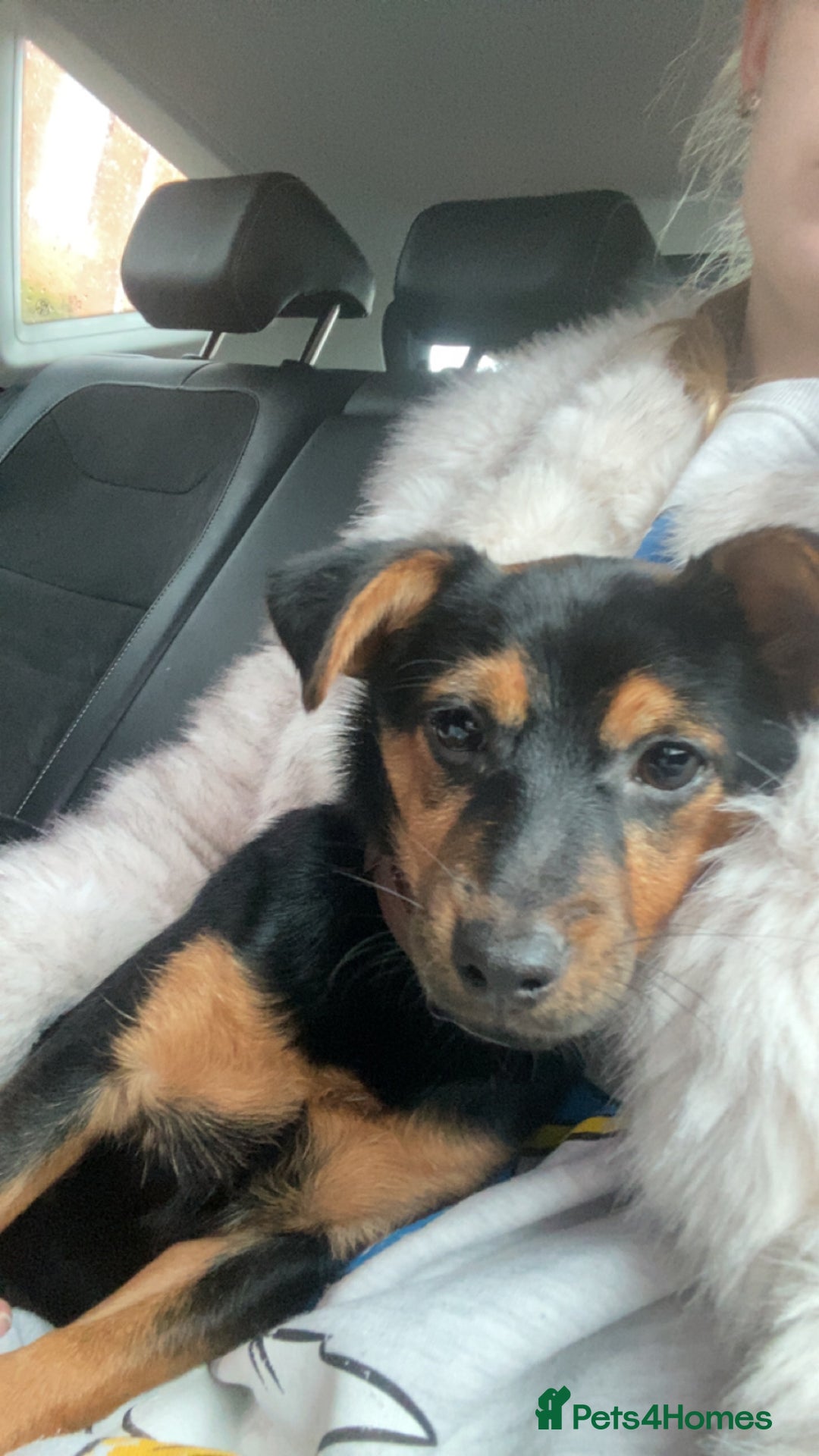 Mixed Breed dogs for sale: 5 month old pup  - Advert 4