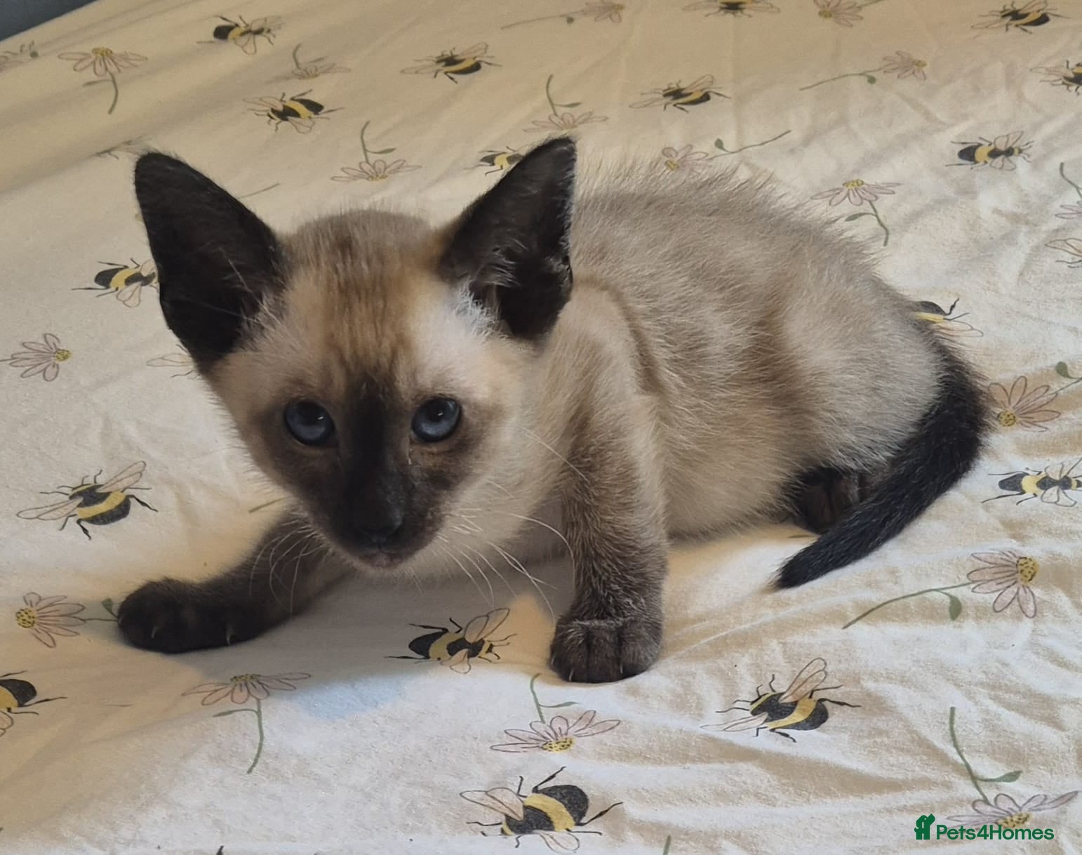 Siamese cats Stunning siamese kittens - Advert 2