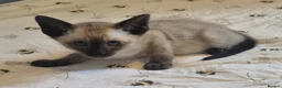 Siamese cats for sale: Stunning siamese kittens - Advert 2