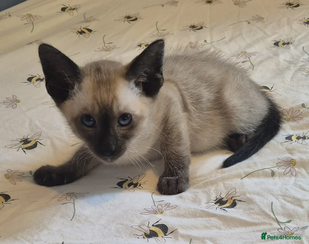Siamese cats for sale: Stunning siamese kittens - Advert 2