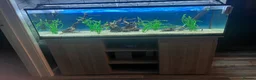 Tetras fish for sale: 180 litre fish tank  - Advert 2