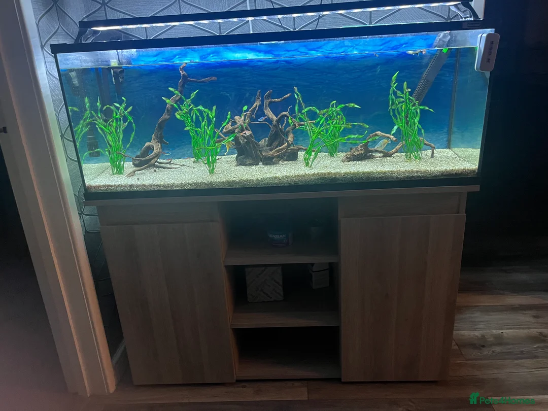 Tetras fish for sale: 180 litre fish tank  - Advert 2