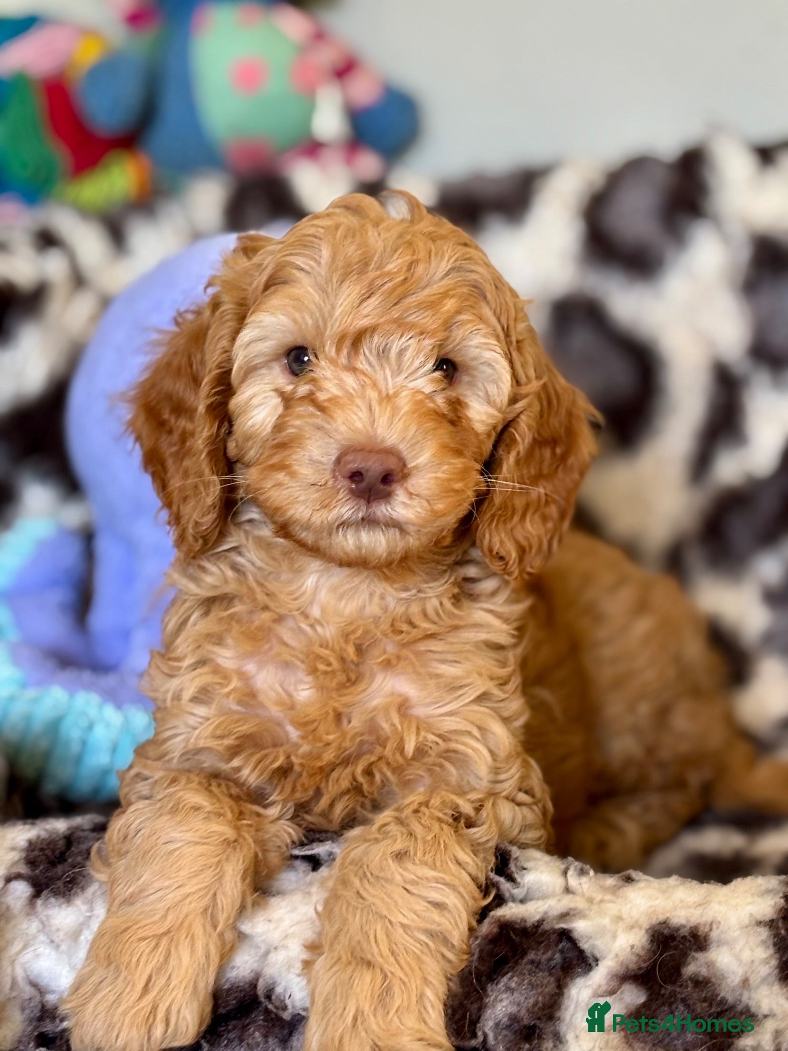 Australian Labradoodle dogs Extensive Health Tests! True Australian Lines! - Advert 2