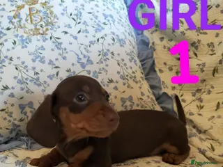 Miniature Dachshund dogs Lovely Miniature Dachshund Health Tested Puppies - Advert 12
