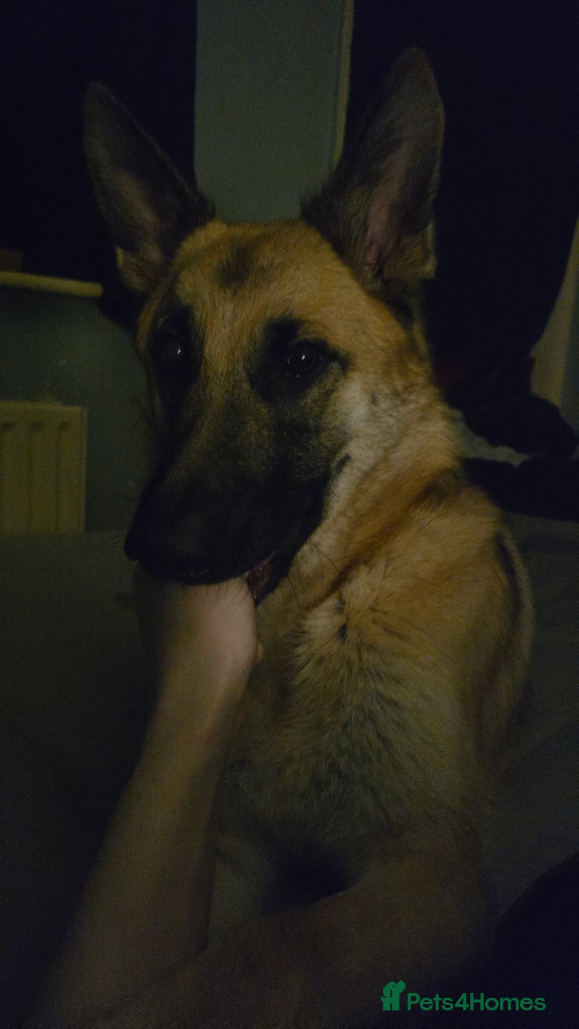 Mixed Breed dogs for sale: Skye the German Shepard  in North Shields - Advert 2