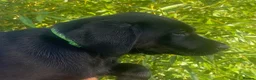 Labrador Retriever dogs for sale: KC Registered Black Labrador puppies  - Advert 8