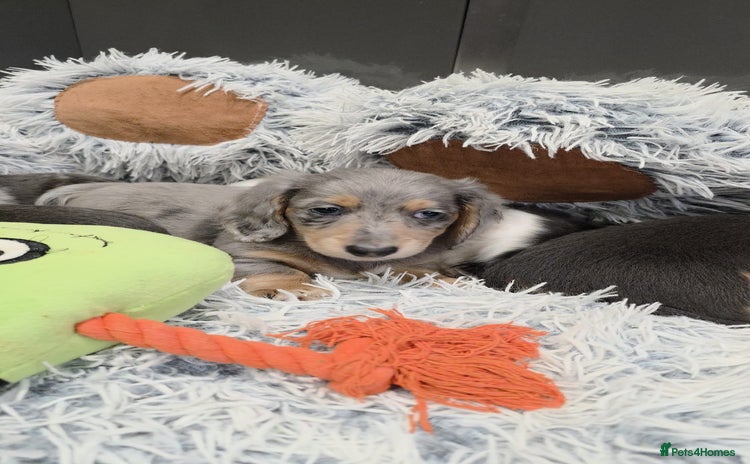 Miniature Dachshund dogs Long haired miniature dachshund  - Advert 4