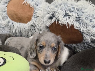 Miniature Dachshund dogs Long haired miniature dachshund - Advert 4