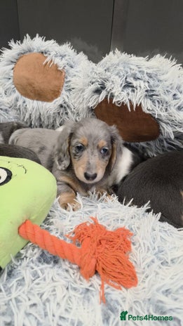 Miniature Dachshund dogs Long haired miniature dachshund - Advert 4