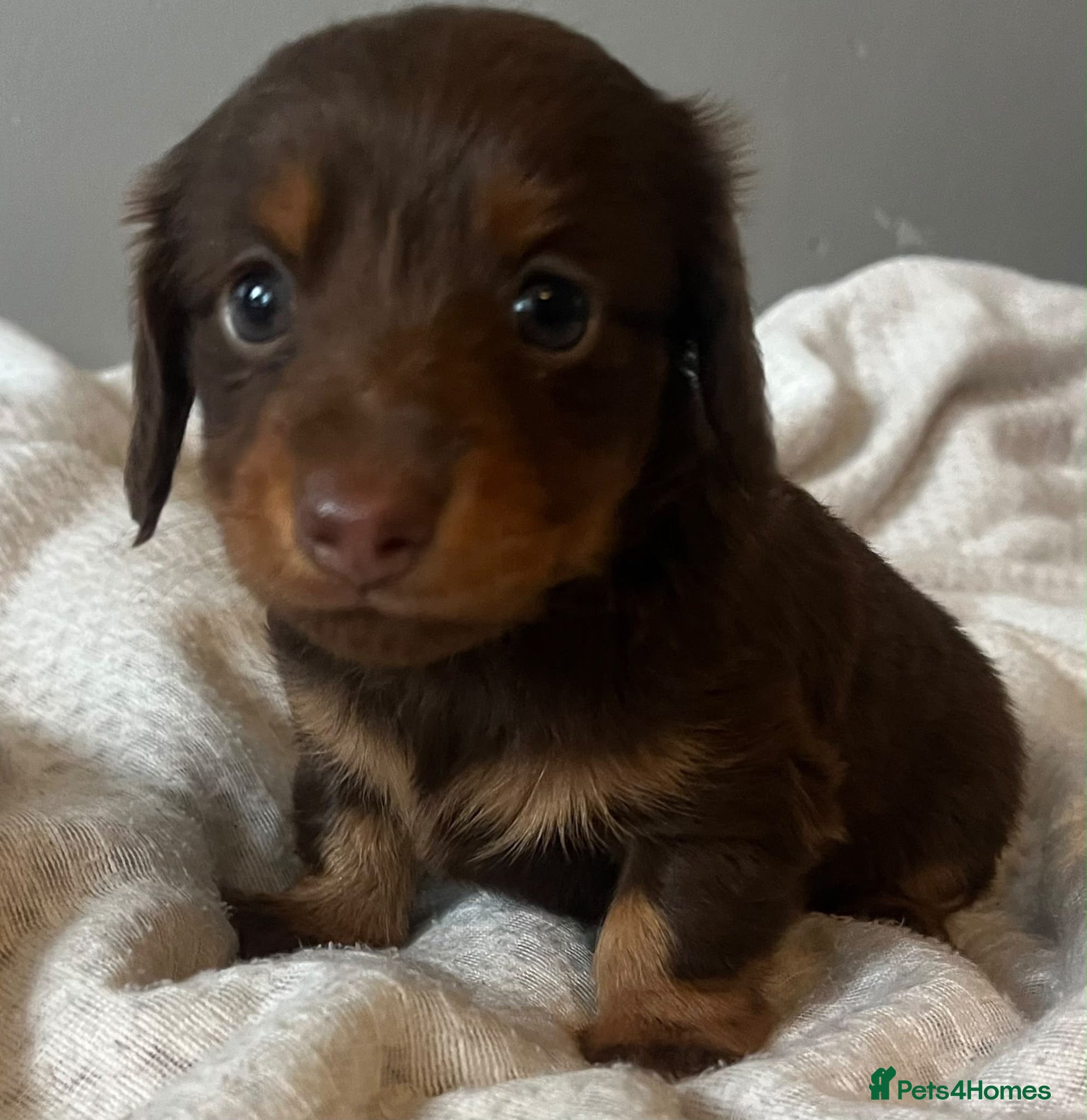 Miniature Dachshund dogs Kc chocolate long hair babies   - Advert 1