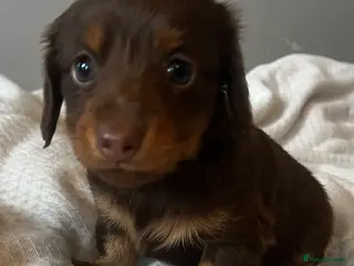 Miniature Dachshund dogs Kc chocolate long hair babies - Advert 1