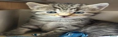 FEMALE TABBY KITTEN 