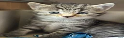 Mixed Breed cats for sale: Beautiful Siberian Mix Kittens  - Advert 17