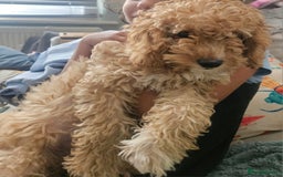 Cockapoo dogs for sale: 8 month old Toy cockapoo - Image 2