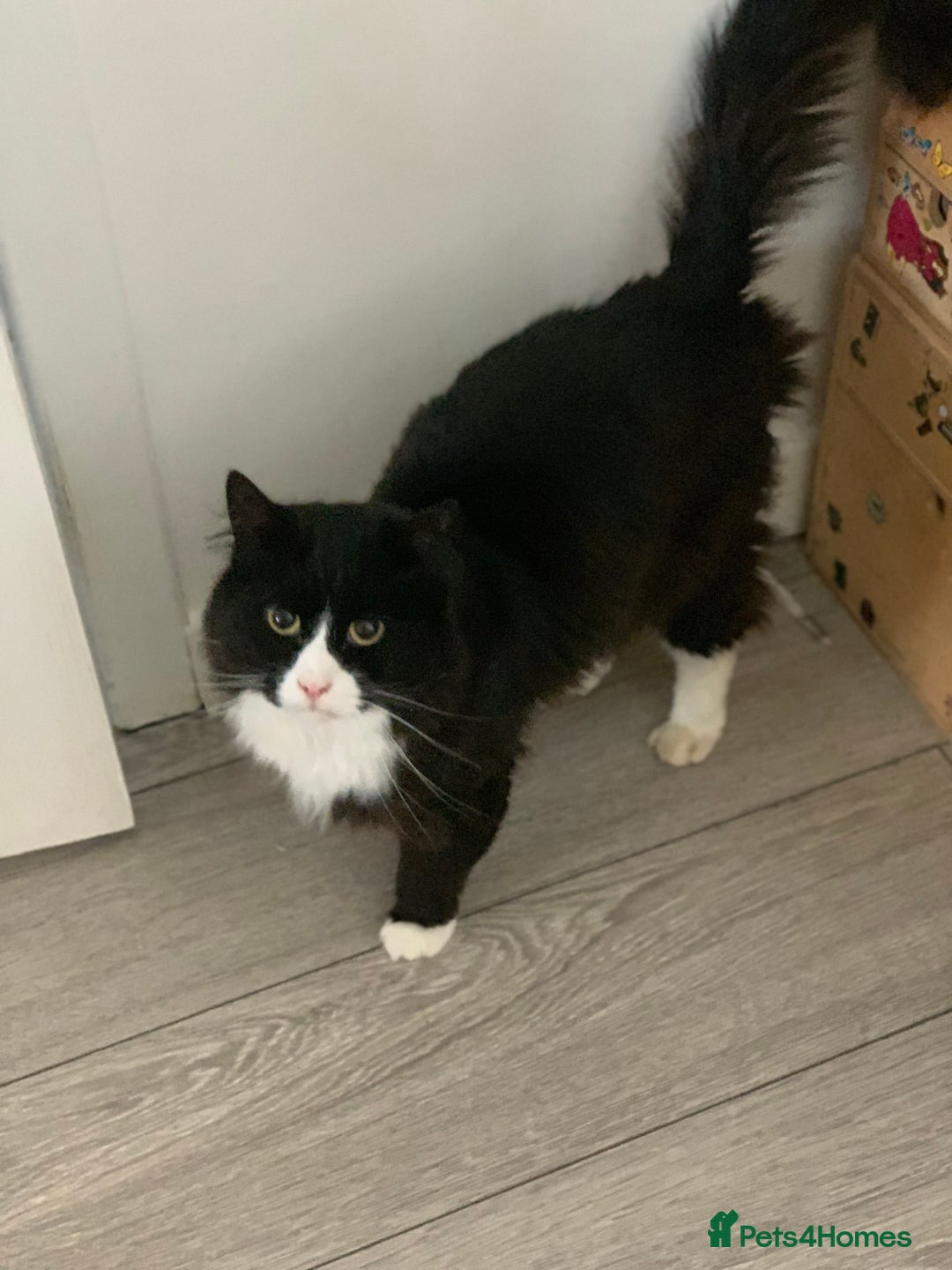 Mixed Breed cats for sale: Felix and Spike  - Advert 4