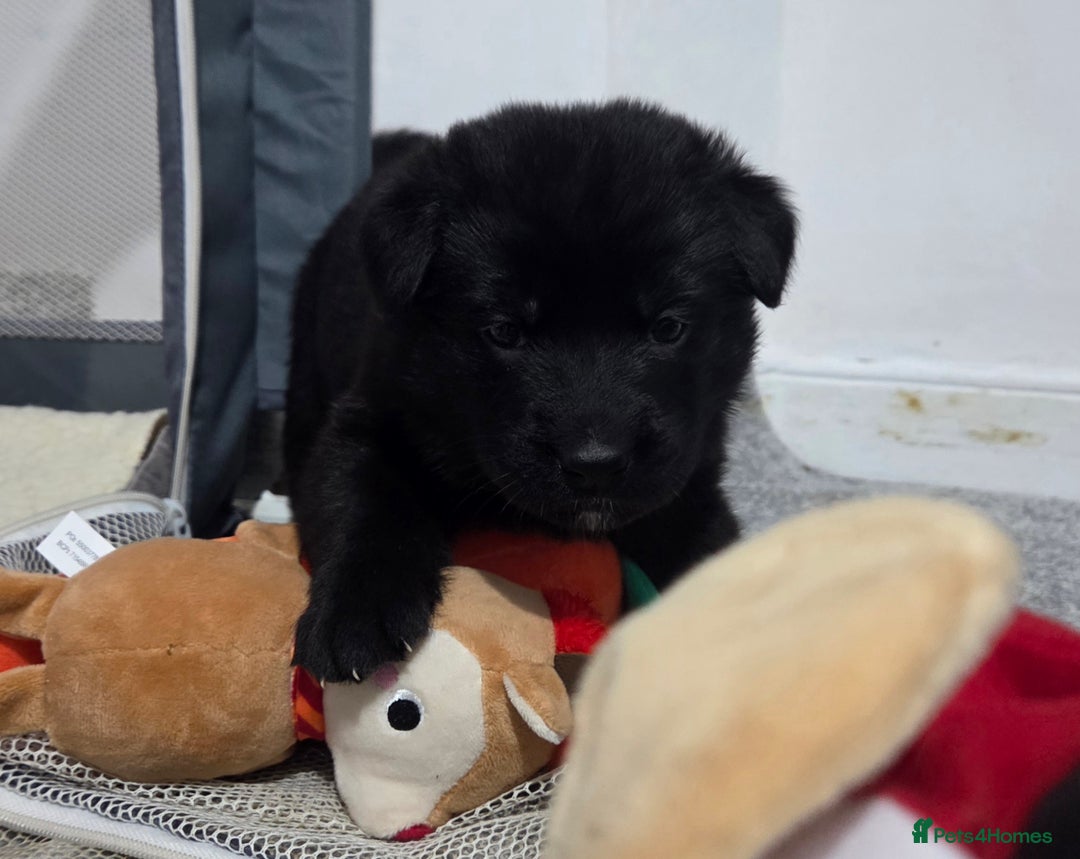 Mixed Breed dogs for sale: 🌟German Shepherd x Labrador Retriever Puppies 🌟 - Advert 13