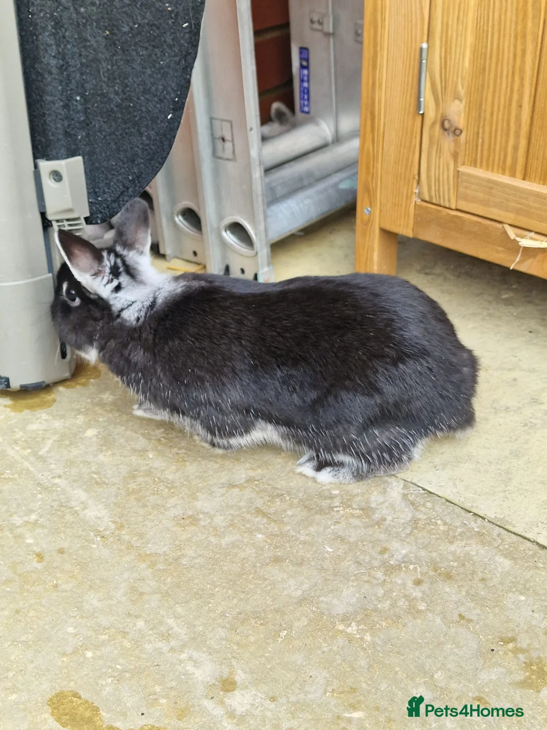 Netherland Dwarf rabbits for sale: 2 female Netherlands dwarf rabbits with hutch - Advert 15