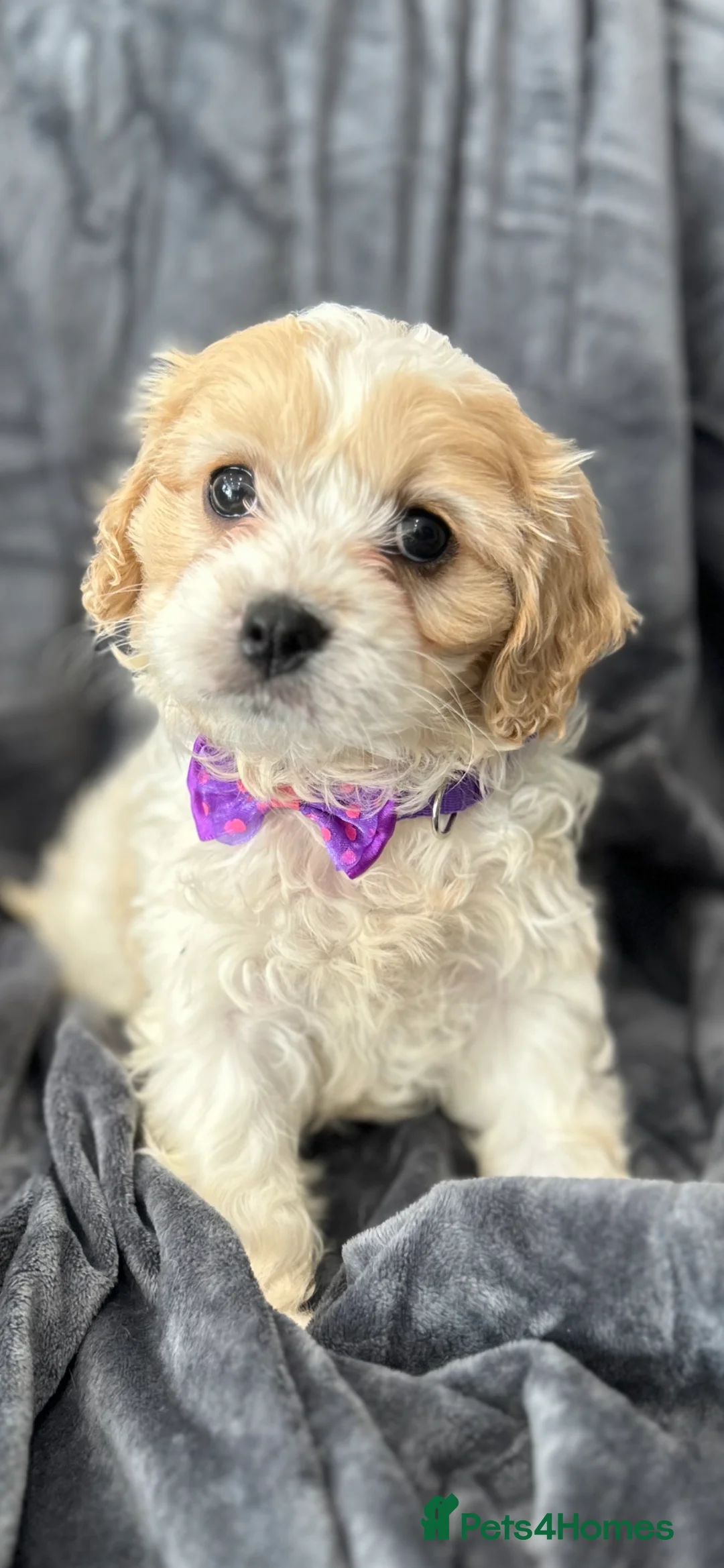 Cavapoo dogs for sale: F1 Cavapoo’s ready for new homes-1 boy & 3 girls - Advert 25