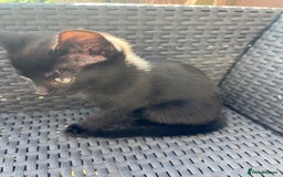 British Shorthair cats for sale: Fully black male kitten green eyes  - Image 4