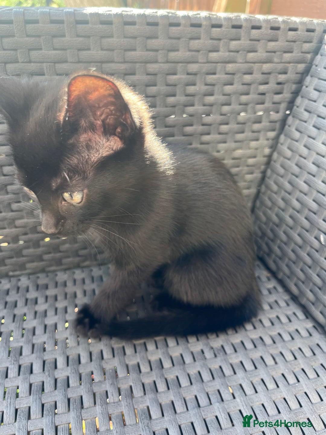 British Shorthair cats for sale: Fully black male kitten green eyes  - Image 4