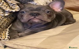 French Bulldog dogs for sale: French Bulldog 4 Boys and 3 girls  - Image 14